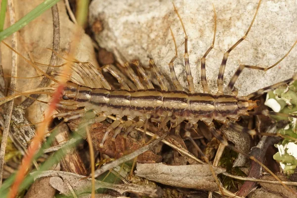 Close up of the house centipede, Scutigera coleoptrata — Stock Photo, Image