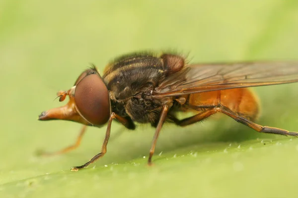 Rhingia campestris är en av de vanligaste, apelsinflugor du lätt kan hitta i någon trädgård — Stockfoto