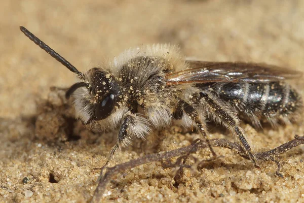 Самец пчелы с песчаной косой, Андрена Барбилабрис на земле — стоковое фото
