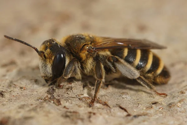 Close-up van een kleurrijk vrouwtje van Andrena variabilis. — Stockfoto