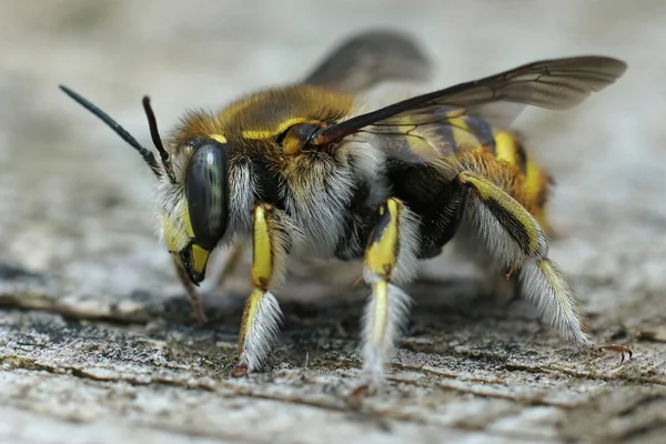 Közelkép egy női gyapjú kártyás méh, Anthidium manicatum, Gard, Franciaország — Stock Fotó