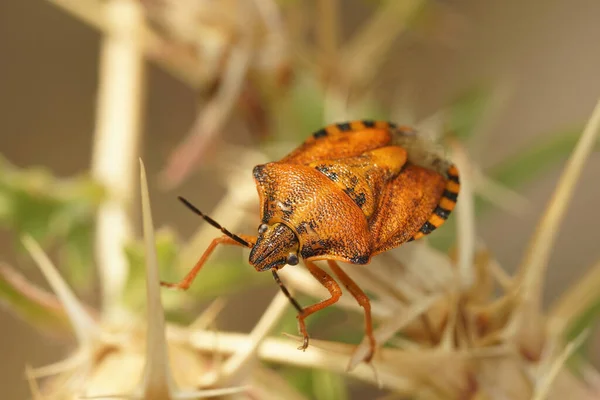 One of the more colorful, orange colored bugs , Carpocoris mediterraneus — Stock Photo, Image