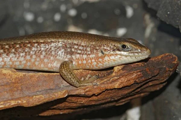 Trachylepis perrotetii или африканский краснобокий, огнебокий или краснобокий скинк — стоковое фото