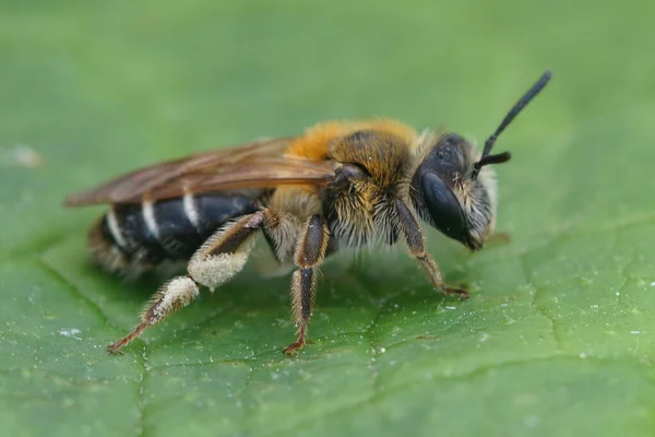 Close up de uma fêmea Abelha Mineira de franja curta, Andrena dorsata . — Fotografia de Stock