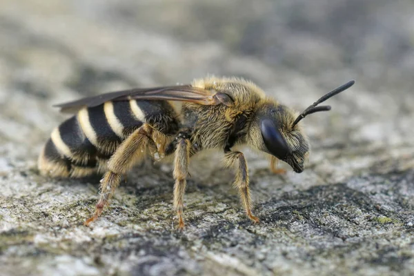 Ez a nőstény óriás barázda méh, Halictus quadricintus, Franciaországból. — Stock Fotó