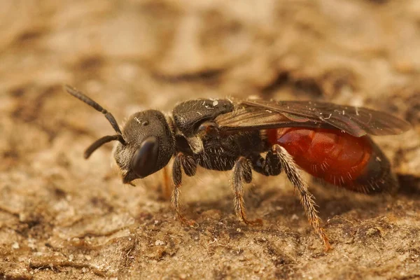 Bir kan arısına yakın, Sphecodes türü — Stok fotoğraf