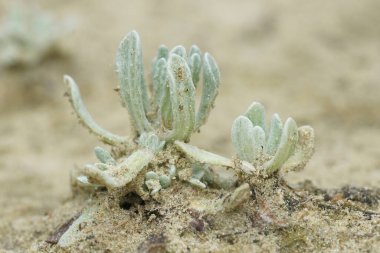 Gelişmekte olan genç bir bitki, Helichrysum luteoalbum ya da Jersey cudweed