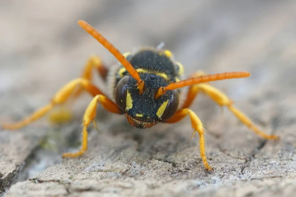 Ansiktsbehandling närbild av Goodens Nomad bee, Nomada goodeniana. — Stockfoto