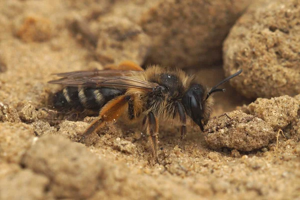 Dişi bir sarı bacaklı maden arısı, Andrena yerde parlıyor.