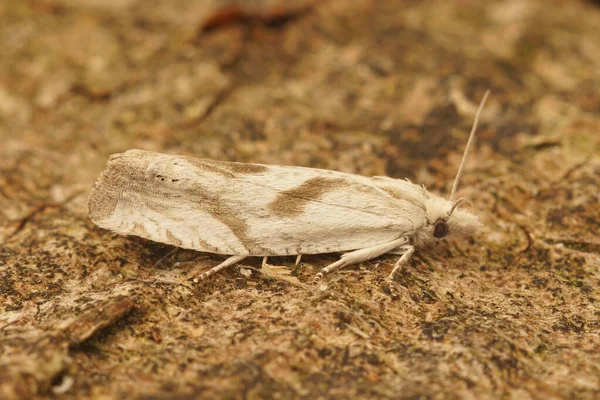 The mugwort bell, Eucosma metzneriana, is a small, rare and pale colored moth — Stock Photo, Image