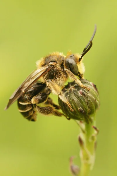Közelkép egy férfi sárga lazább méh, Macropis europaea — Stock Fotó