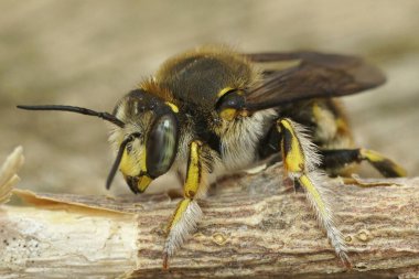 Erkek bir kart arısı olan Anthidium manicatum 'a yaklaş.