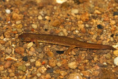 The Columbia torrent salamander, Rhyacotriton kezeri walking in a seepage. clipart