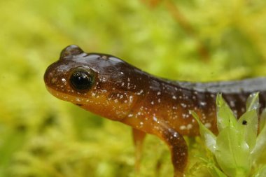 Close up of a Columbia torrent salamander, Rhyacotriton kezeri on green moss clipart