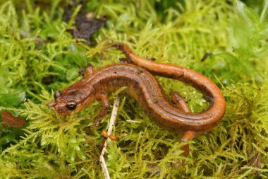 The rare Van Dyks salamander, Plethodon vandykei from Washington state clipart