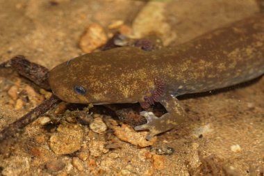 A close up of a juvenile Copes giant salamander, Dicamptodon copei clipart