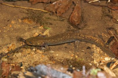 Sudult Copes dev semender, Dicamptodon copei bir dere kenarında
