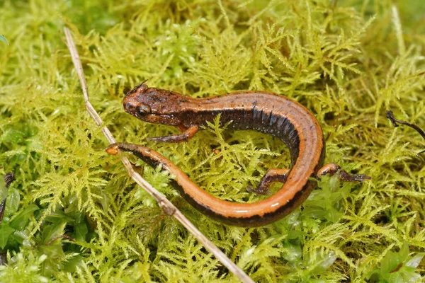 Den orange bruna formen av Plethodon vehiculum, den västra redback salamander — Stockfoto