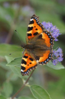 Renkli küçük bir kaplumbağa kabuğu, mor bir çiçeğin üzerindeki Aglais urticae.