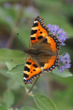 A colorful small tortoiseshell , Aglais urticae on a purple flower clipart