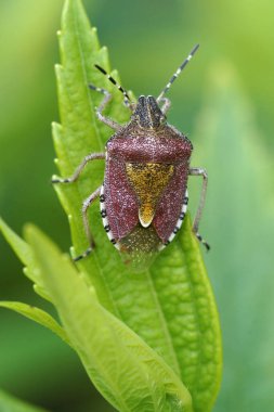 Yaban böceği Dolycoris Baccarum 'u bahçeye yaklaştır.