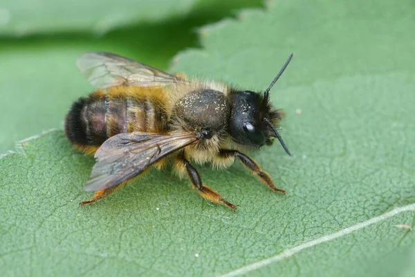 Bir dişi boynuzlu mason arısı, yeşil bir yaprağın üzerinde dinlenen Osmia bicornis. — Stok fotoğraf