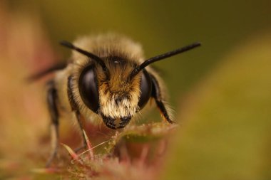 Erkek bir Patchwork yaprak kesicisi, Megachile centuncularis