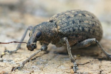 Küçük buğday bitlerinden birine yakın dur, Liophloeus tessulatus.