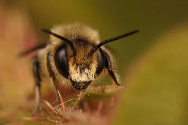 Erkek bir Patchwork yaprak kesicisi, Megachile centuncularis