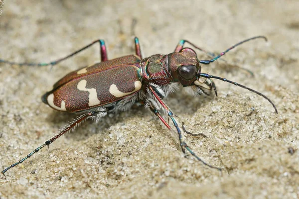 北砂丘虎甲虫、チキデラ水素田の閉鎖 — ストック写真