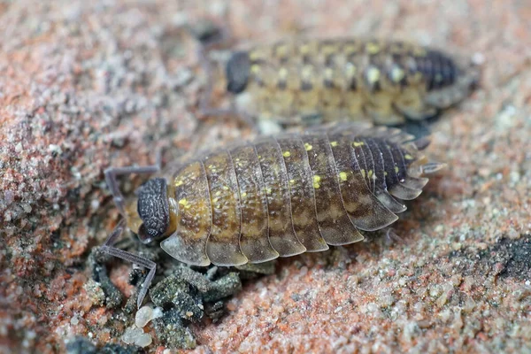 Taşları tercih eden ucuz bir tür olan Porcellio spinicornis 'e yakın.