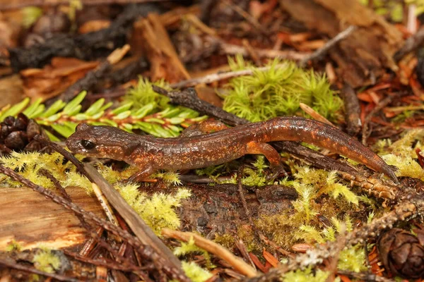 Ensatina, Ensatina eschscholtzii oregonensis från North oregon — Stockfoto