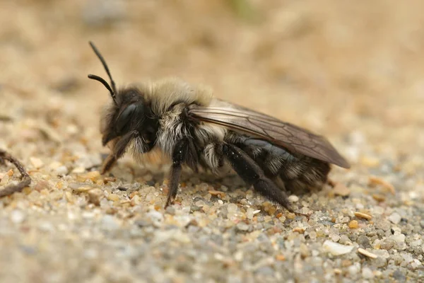 Uma abelha de mineração cinza fêmea recém-nascida, Andrena vaga — Fotografia de Stock