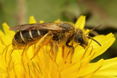 Dişi bir turuncu bacaklı çizgili arı, Halictus rubicundus sarı bir karahindiba üzerinde.