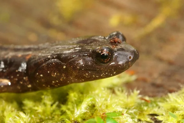 头靠近一个幼小的Aneides ferreus，Clouded Salamander — 图库照片