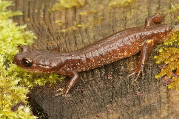 Uma Enstaina comum, Ensatina eschscholtzii oregonensis sem cauda — Fotografia de Stock