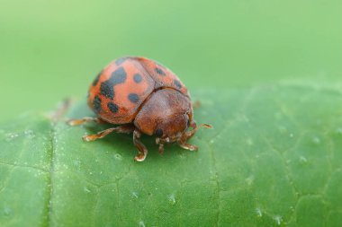 24 noktalı renkli uğur böceği Subcoccinella vigintiquatuorpunctata 'yı kapatın.