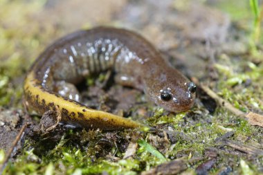 Genç sisli semender, Hynobius nebulosus Japonya 'ya özgü.