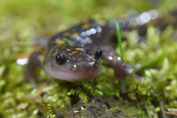 O criticamente ameaçado Gorgan Mountain Salamander, Paradactylodon organensis — Fotografia de Stock