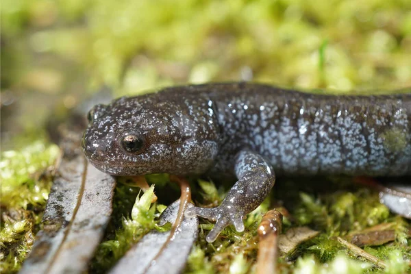 En färgglad blå prickig juvenil Tokyo Salamander, Hynobius tokyoensis — Stockfoto