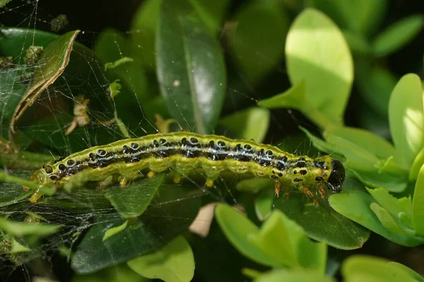 Den gröna larv av Cydalima perspectalis eller rutan träd mal — Stockfoto