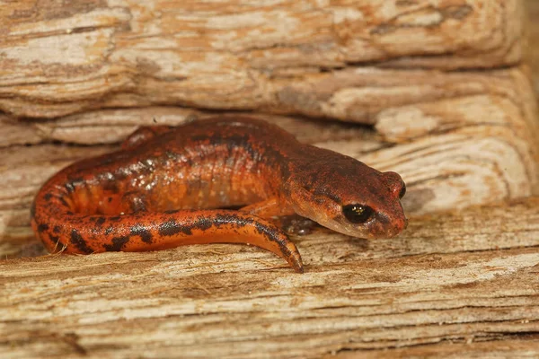 Ein schönes orangerotes Exemplar dergemeinen Ensatina eschscholtzii Zwischenform — Stockfoto