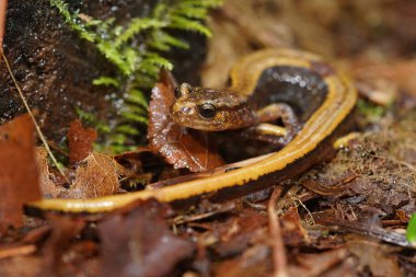 Plethodon Taşıyıcı adlı sarı bir Redback semenderi kapatın.