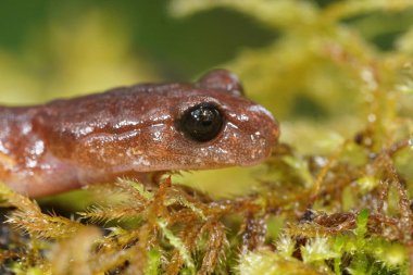 Kuzey Oregon 'lu sıradan bir Ensatina Eschscholtzii' nin kafasını kapatın.