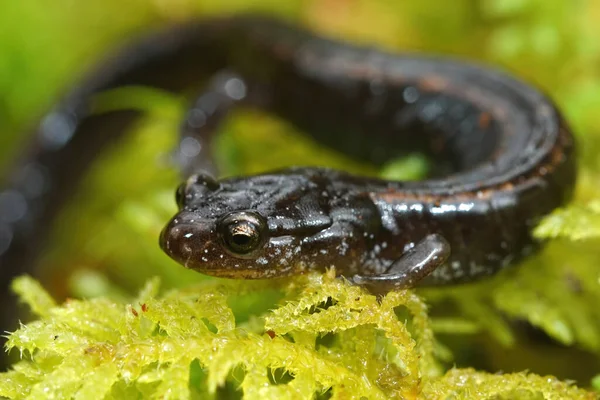 Primer plano de una salamandra roja occidental negra, Plethodon vehiculum —  Fotos de Stock