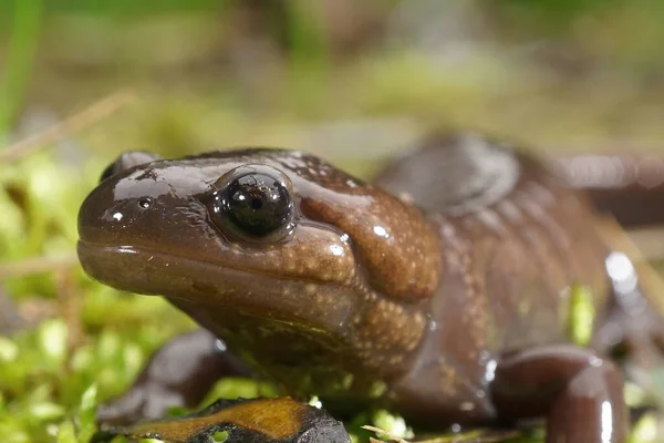 Закрийте голову саламандри в Нортвестерні (Ambystoma gracile) — стокове фото