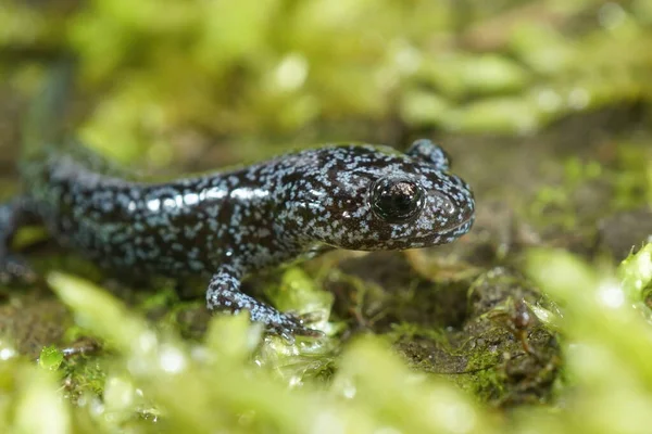 Um belo azul pontilhado juvenil do Nordeste Salamandra, Hynobius lichenatus — Fotografia de Stock