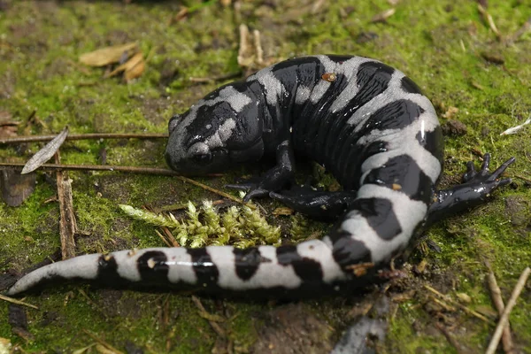 Дорослий чоловік з мармурового моля саламандра, Ambystoma opacum — стокове фото