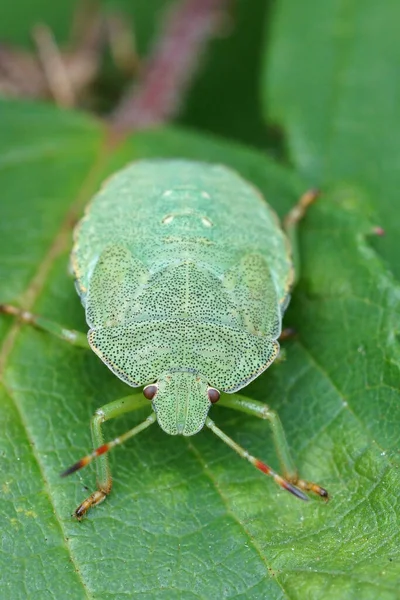 緑の盾の虫のニンフのクローズアップ、パロメナプラシーナ — ストック写真