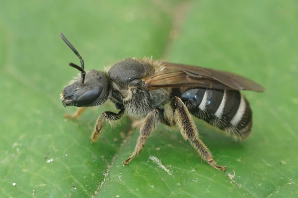 Uma fêmea das nossas maiores e muito escuras abelhas do sulco, Lasioglossum majus — Fotografia de Stock